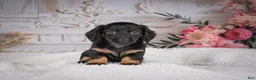 Miniature Dachshund dogs for sale: AKC-Mary - Ad 7