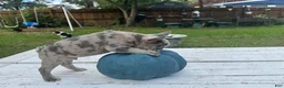 French Bulldog dogs for sale: Geo - Ad 8