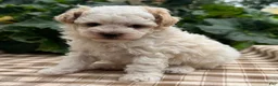 Miniature Poodle dogs for sale: Gage - Ad 4