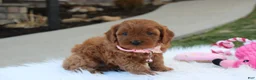 Cavapoo dogs for sale: Darcy  - Ad 3