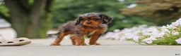 Cavapoo dogs for sale: Indy - Ad 13