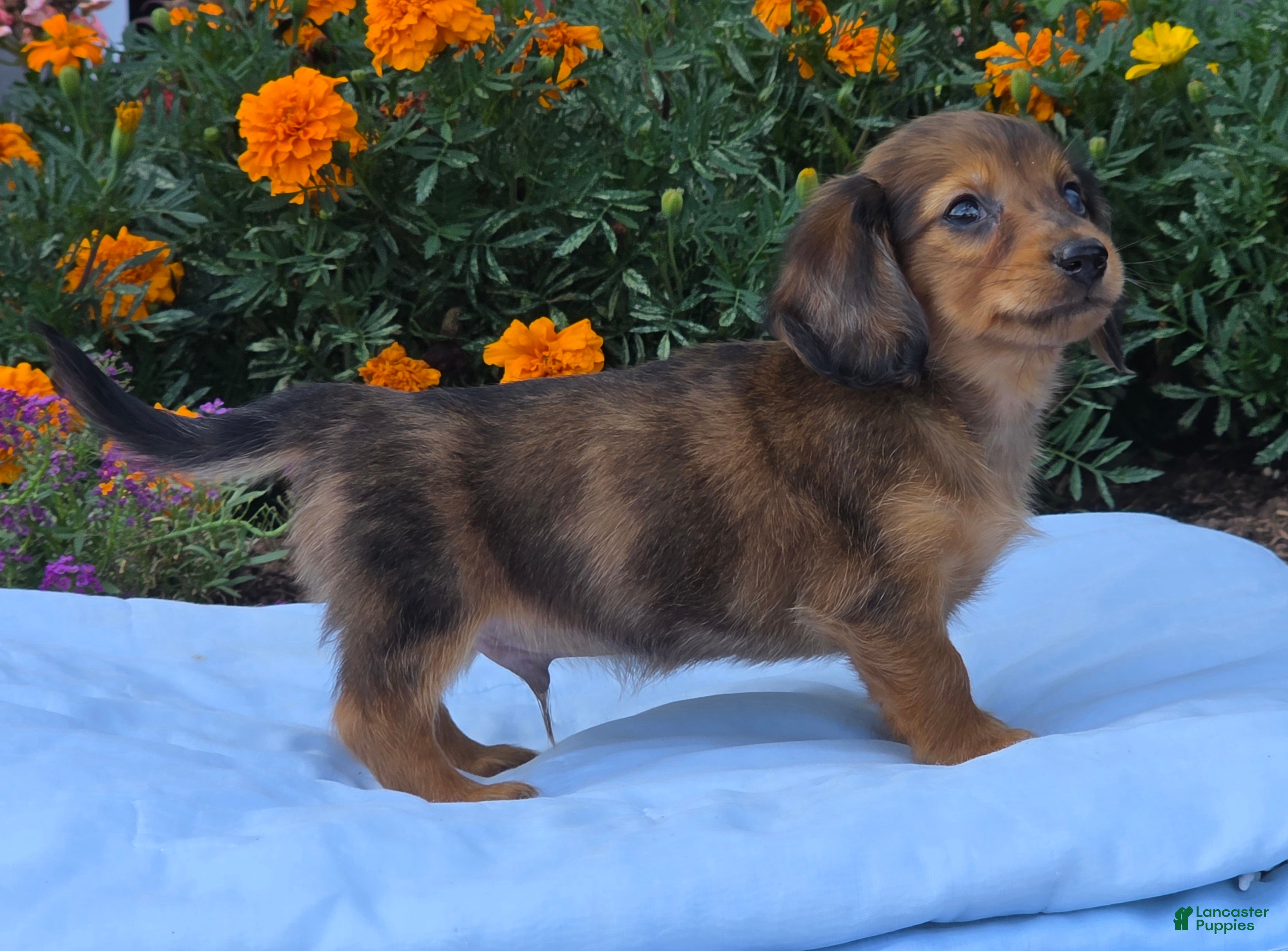 Miniature Dachshund dogs Lemon - Ad 2
