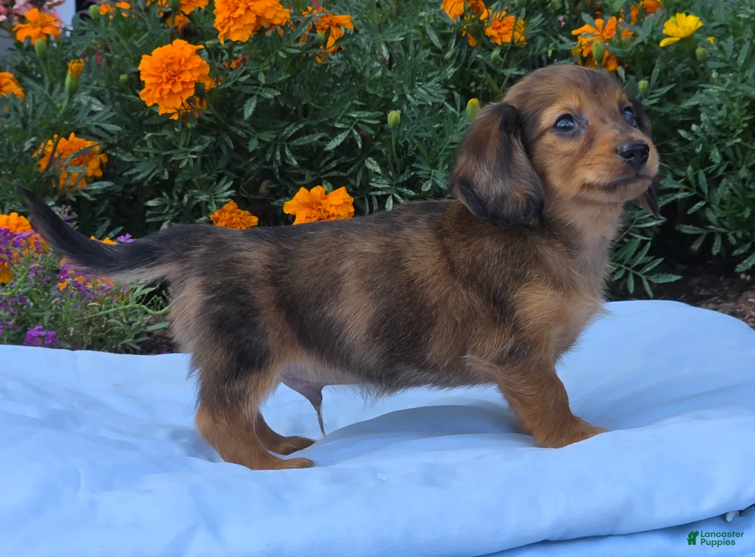 Miniature Dachshund dogs for sale: Lemon - Ad 2