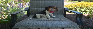 Delilah