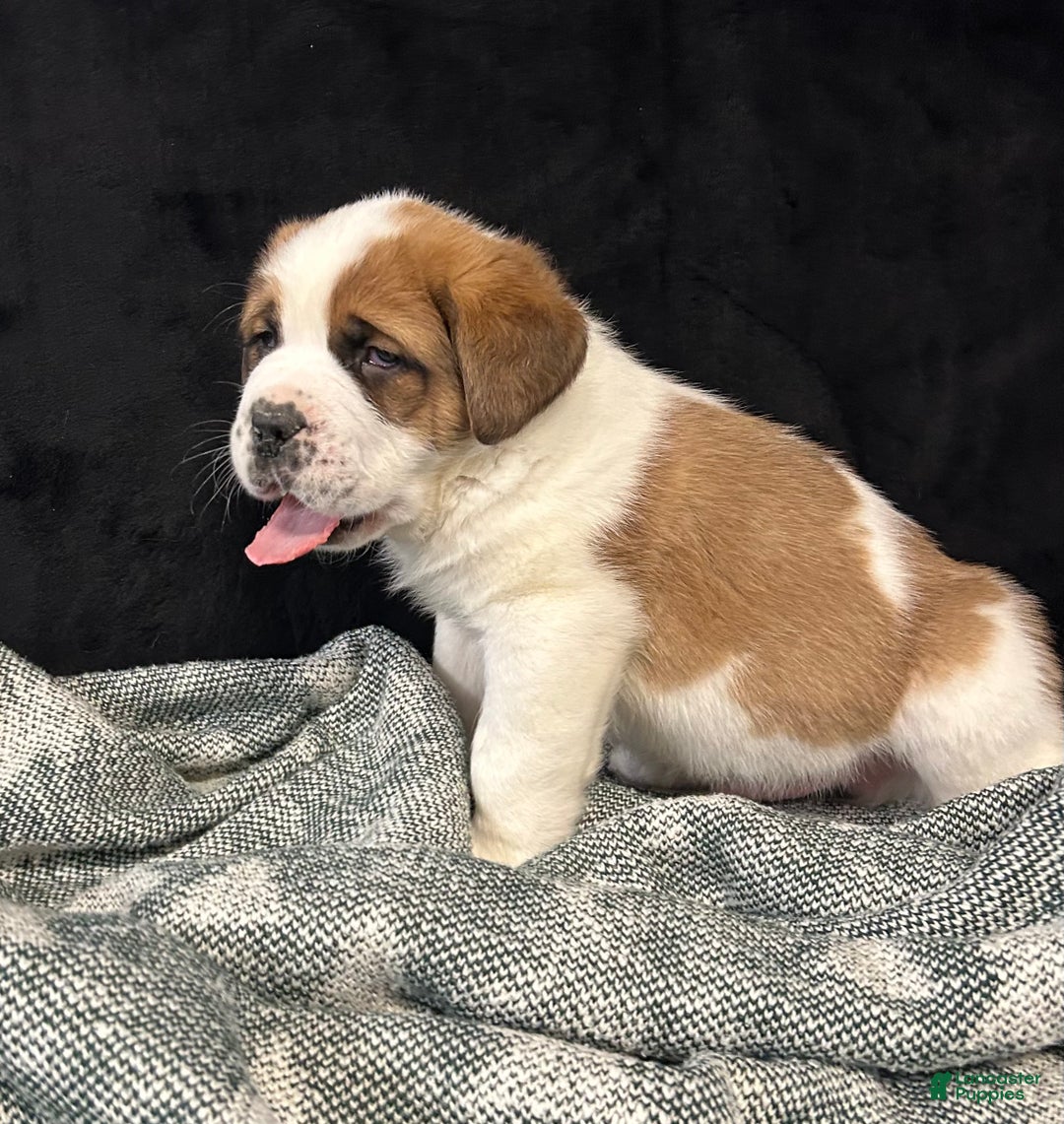Saint Bernard dogs for sale: Jack - Ad 3