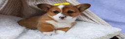 Welsh Corgi Pembroke dogs for sale: 🐾 MEET WILLA ROSE 🐶❤️ - Ad 13