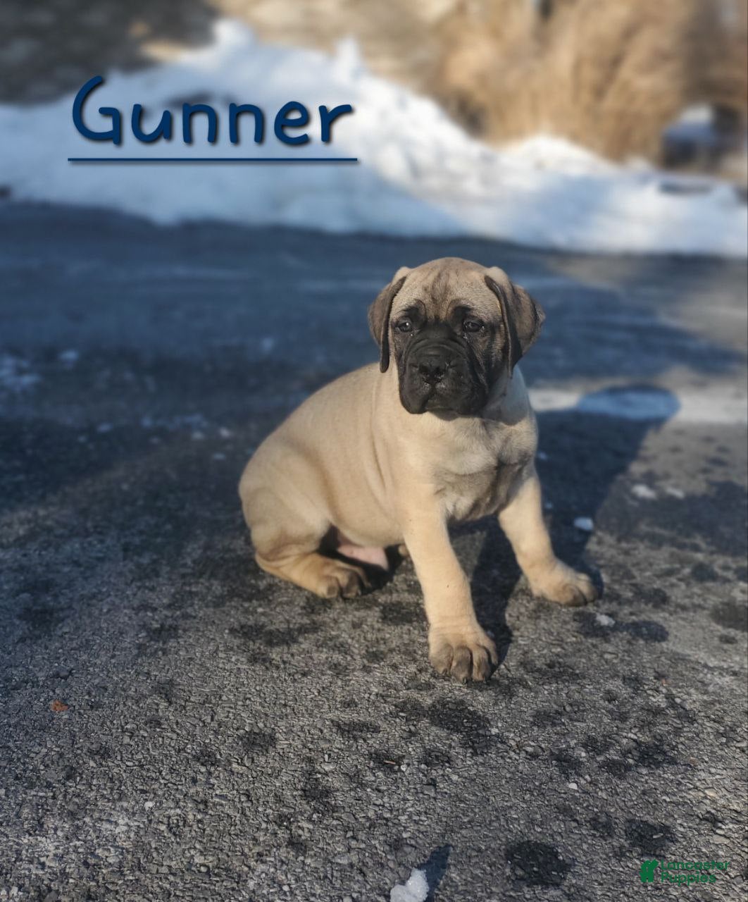 Bullmastiff dogs Gunner - Ad 1