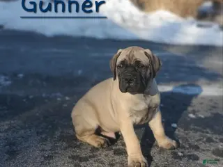 Bullmastiff dogs Gunner - Ad 1