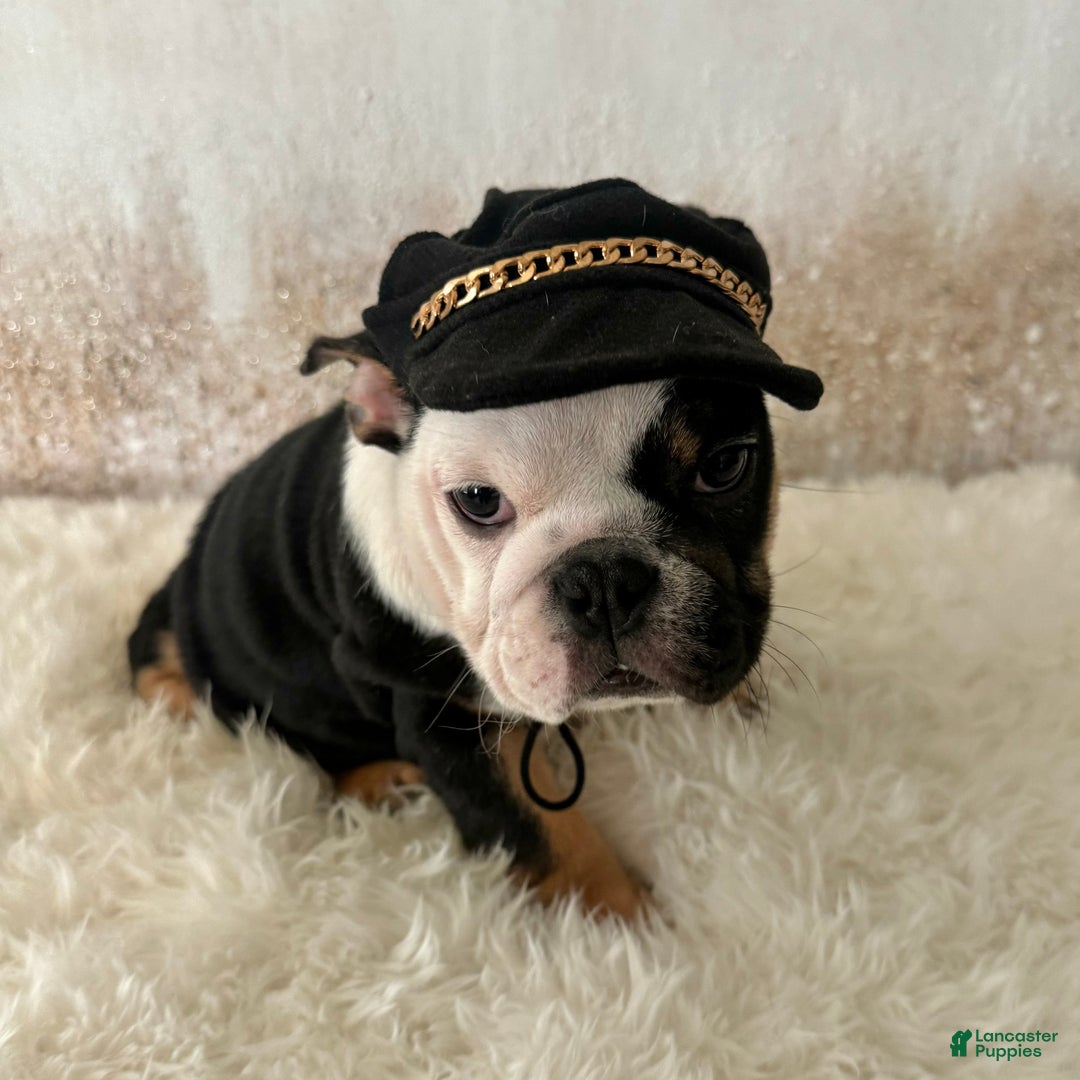 English Bulldog dogs for sale: Petra - Ad 8