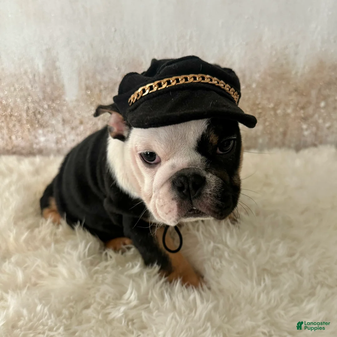 English Bulldog dogs for sale: Petra - Ad 8