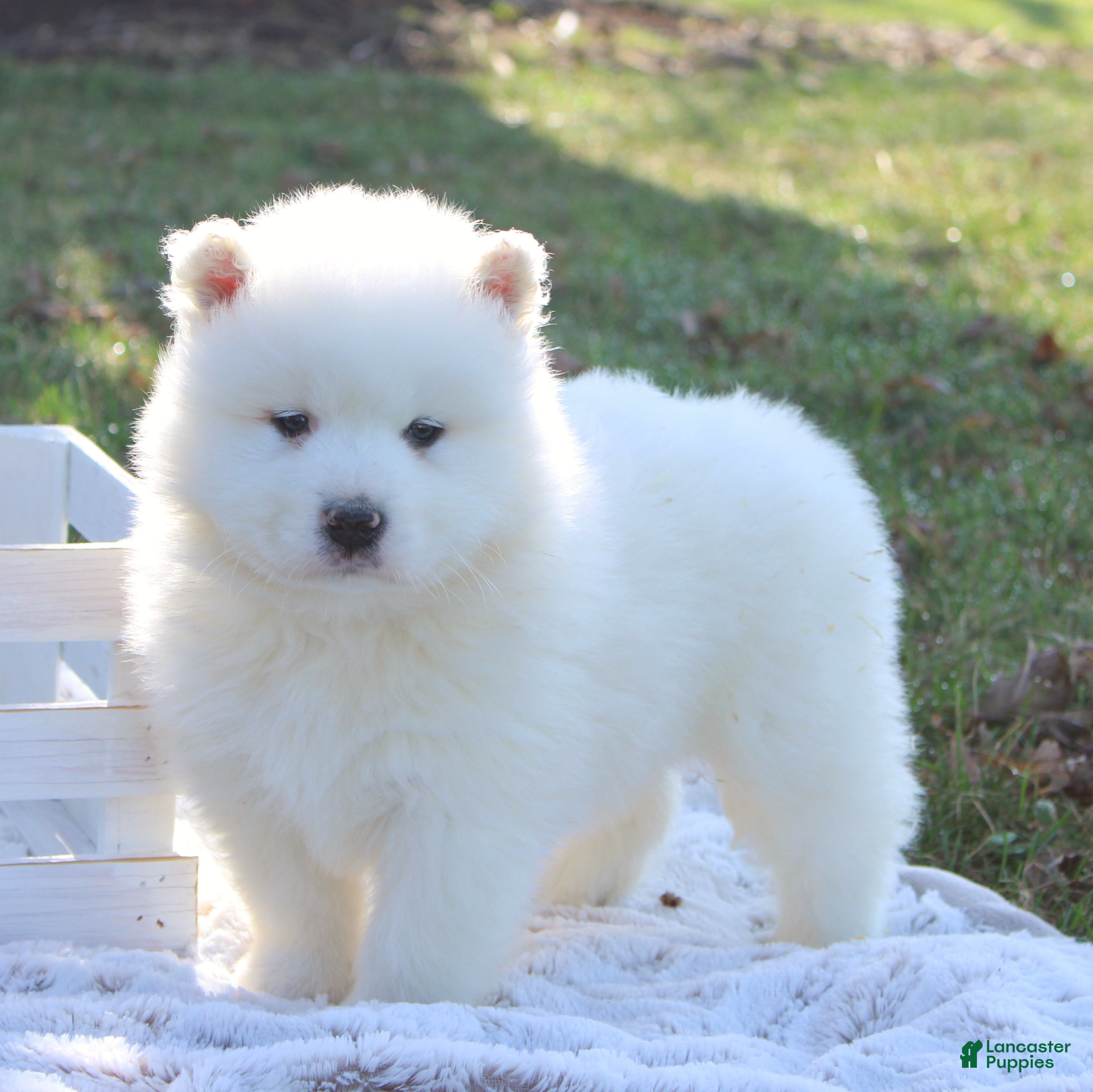 Samoyed dogs Samoyed Puppy 1 - Ad 1