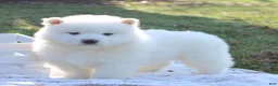 Samoyed dogs for sale: Samoyed Puppy 1 - Ad 2