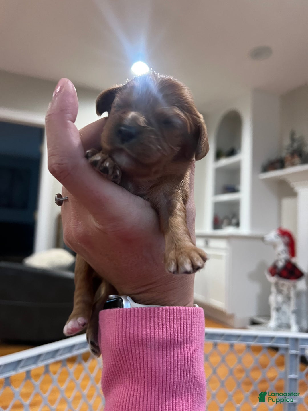 Cavalier King Charles Spaniel dogs for sale: Girl 1  - Ad 5