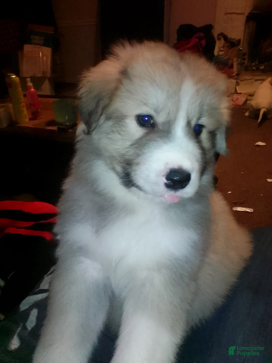 Mixed Breed dogs for sale: Rolly Polly  - Ad 3