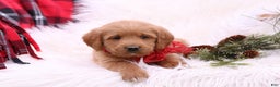 Labradoodle dogs for sale: Mia - Ad 2