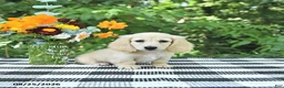 Miniature Dachshund dogs for sale: Teddy - Ad 2