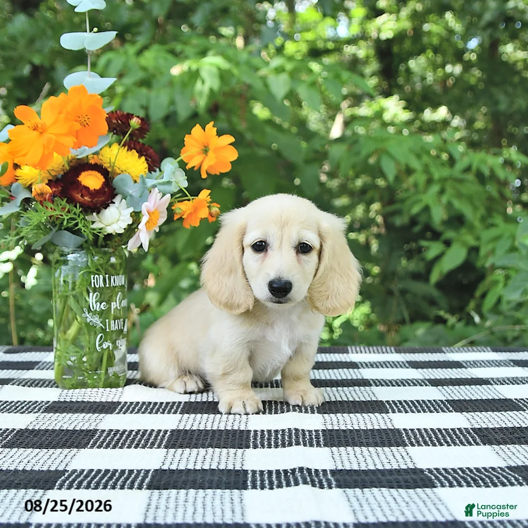 Miniature Dachshund dogs for sale: Teddy - Ad 2