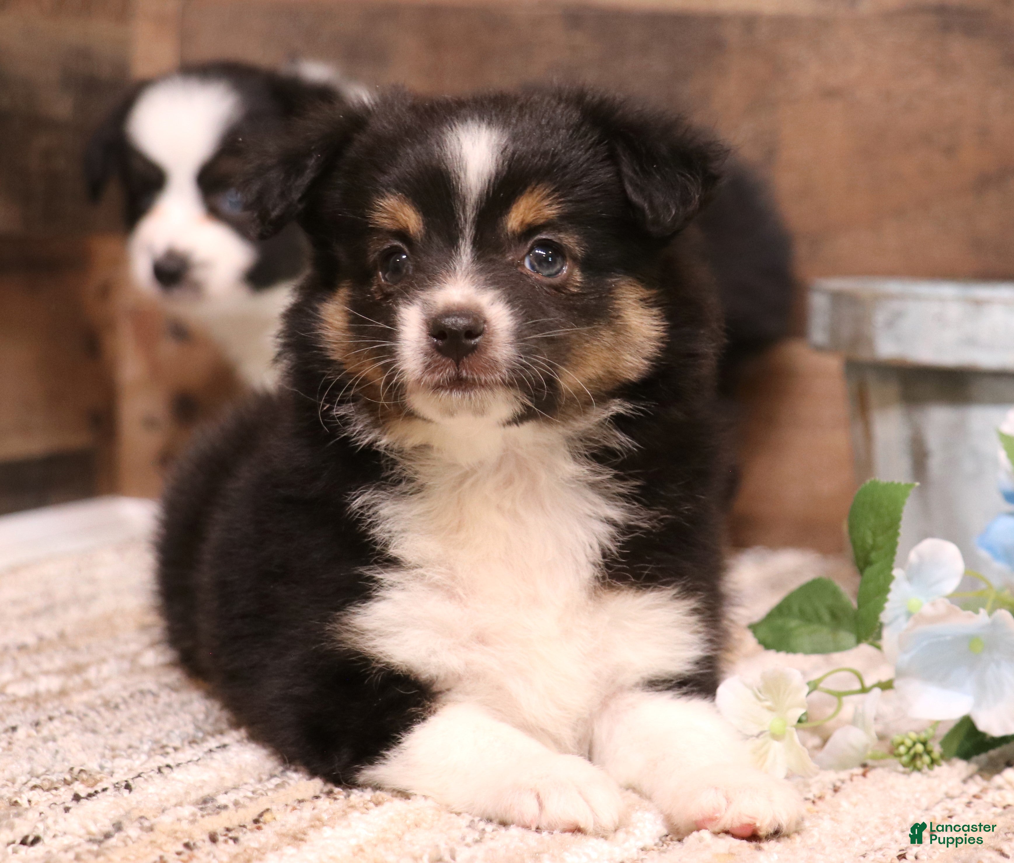 Toy Australian Shepherd dogs Cora black-tri Toy Aussie f - Ad 11