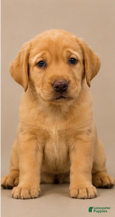 Labrador Retriever dogs boy 1  - Ad 29