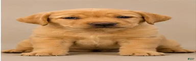 boy 1 