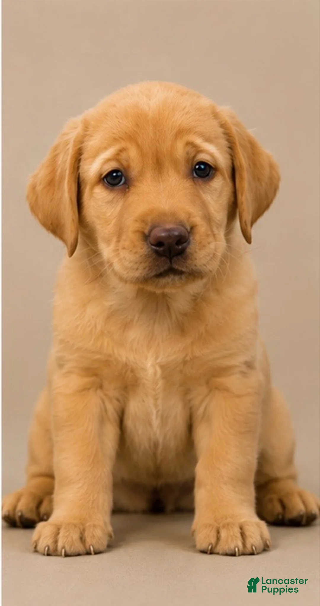 Labrador Retriever dogs for sale: boy 1  - Ad 1
