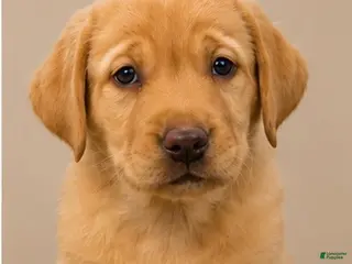 Labrador Retriever dogs boy 1 - Ad 29