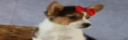 Welsh Corgi Pembroke dogs for sale: Ziggy 🩵 - Ad 10