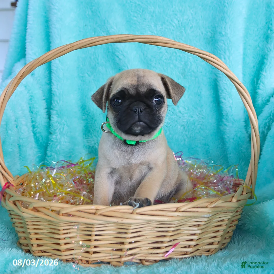 Pug dogs for sale: Bonnie - Ad 1