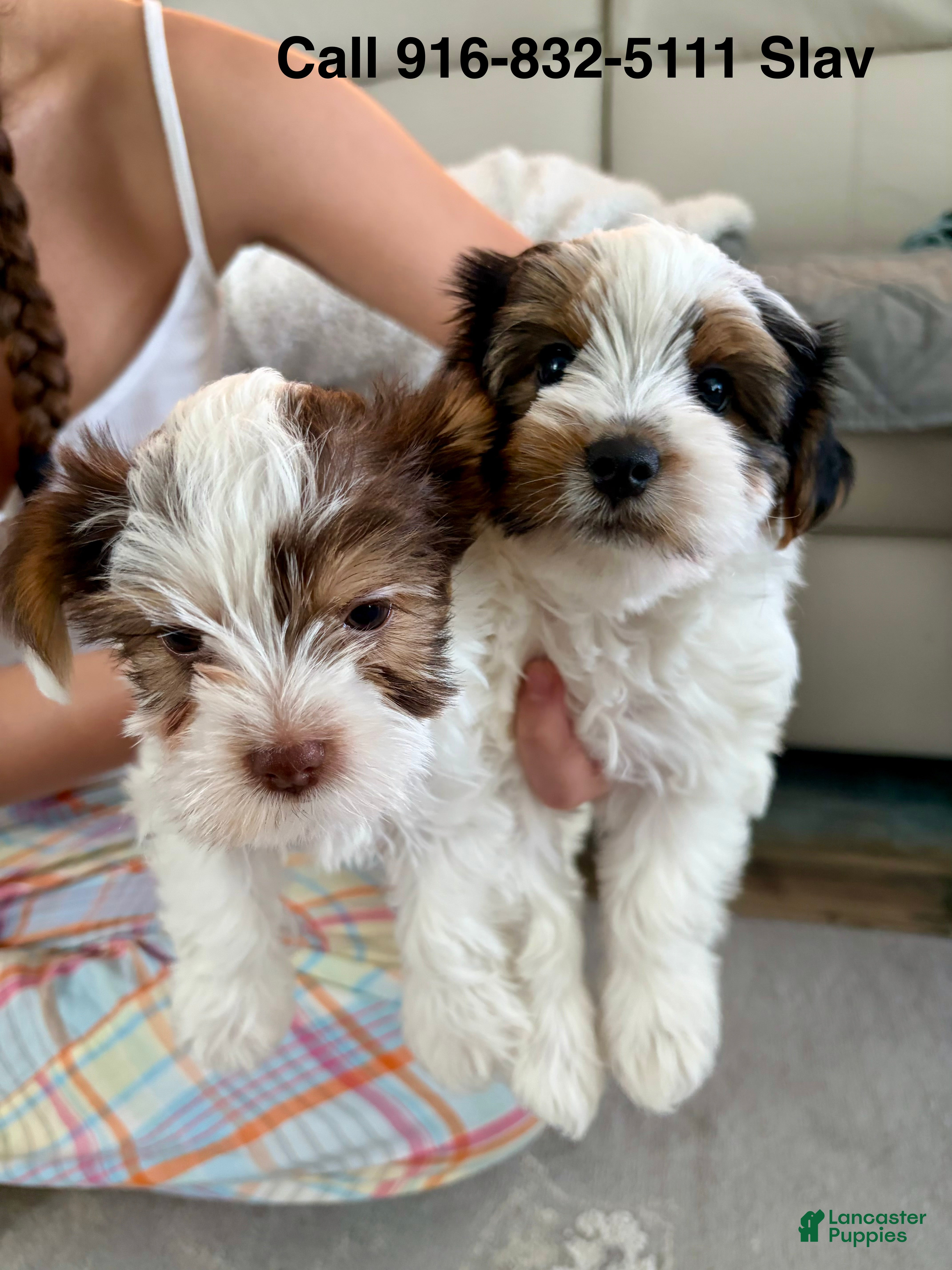 Yorkshire Terrier dogs Yorkshire Terrier Female - Ad 21
