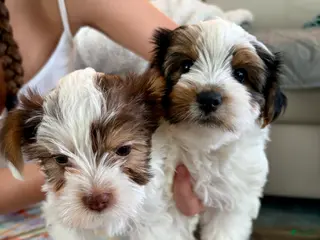 Yorkshire Terrier dogs Yorkshire Terrier Female - Ad 21
