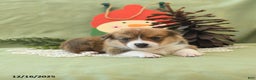 Welsh Corgi Pembroke dogs for sale: Pete - Ad 14