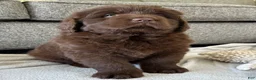 Newfoundland dogs for sale: “ Coco Chanel” OFA, CH, AKC - Ad 2