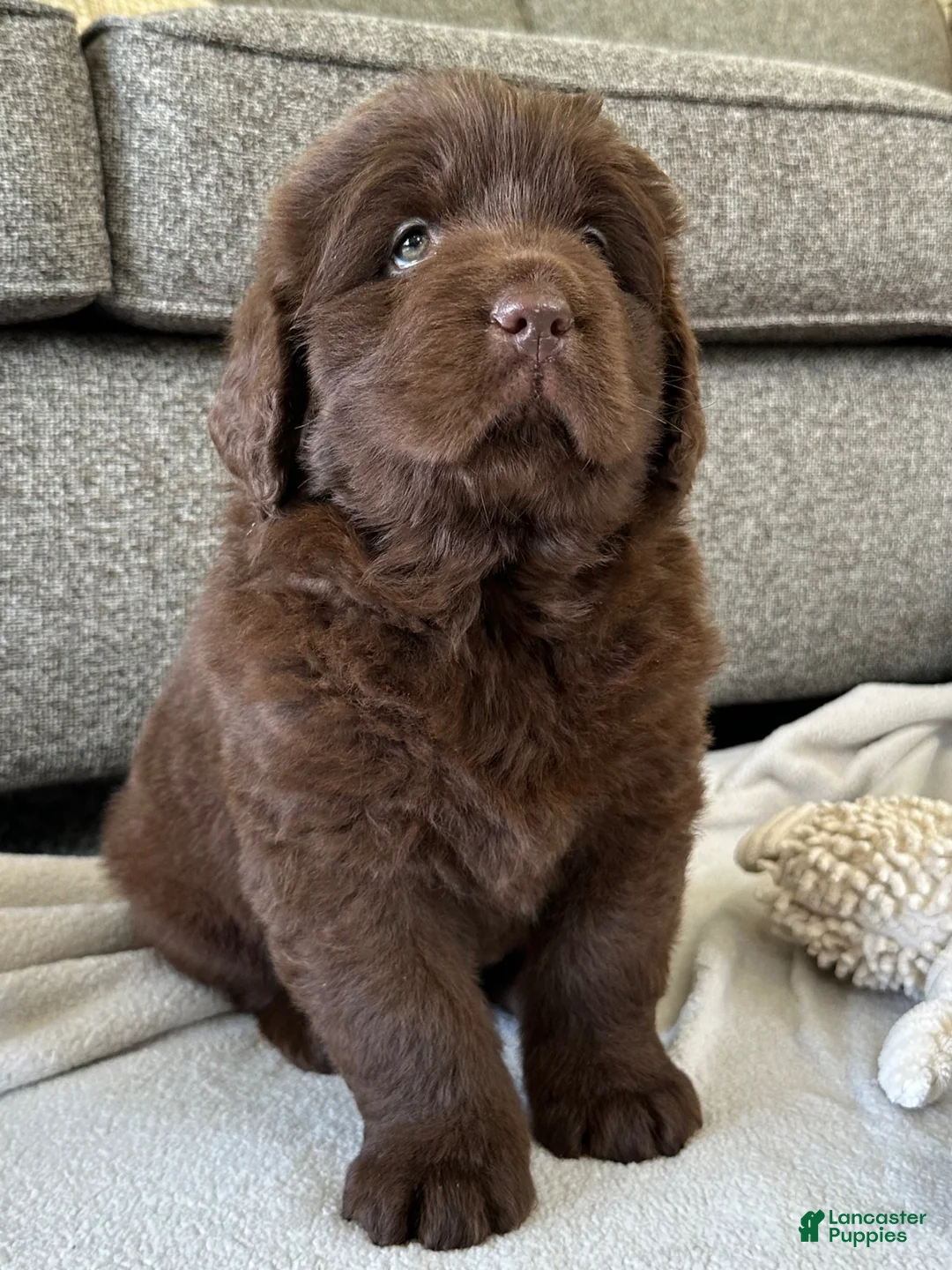Newfoundland dogs for sale: “ Coco Chanel” OFA, CH, AKC - Ad 2