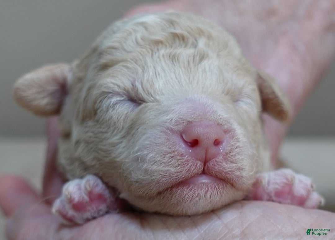 Toy Poodle dogs for sale: Denver shimmering champagne - Ad 13