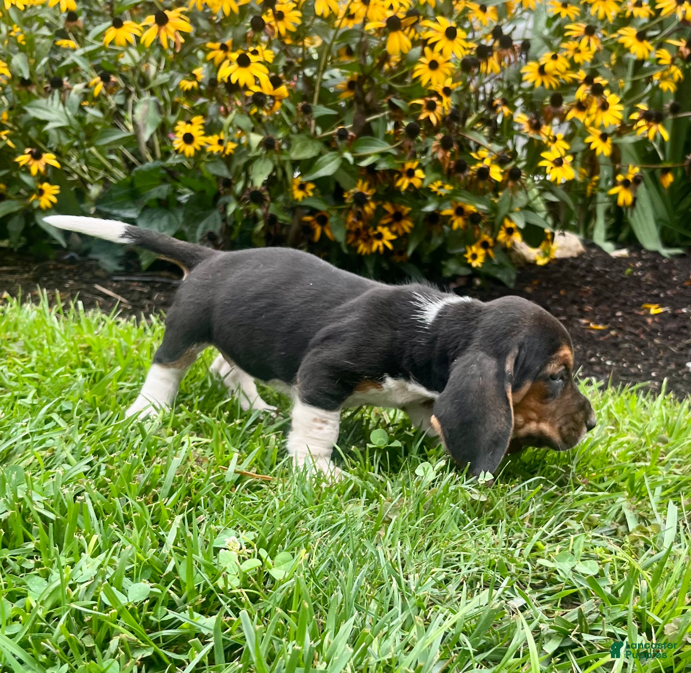 Basset Hound dogs Butter❤️AKC Registered - Ad 2
