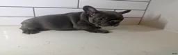 French Bulldog dogs for sale: French Bulldog Puppy 4 - Ad 2