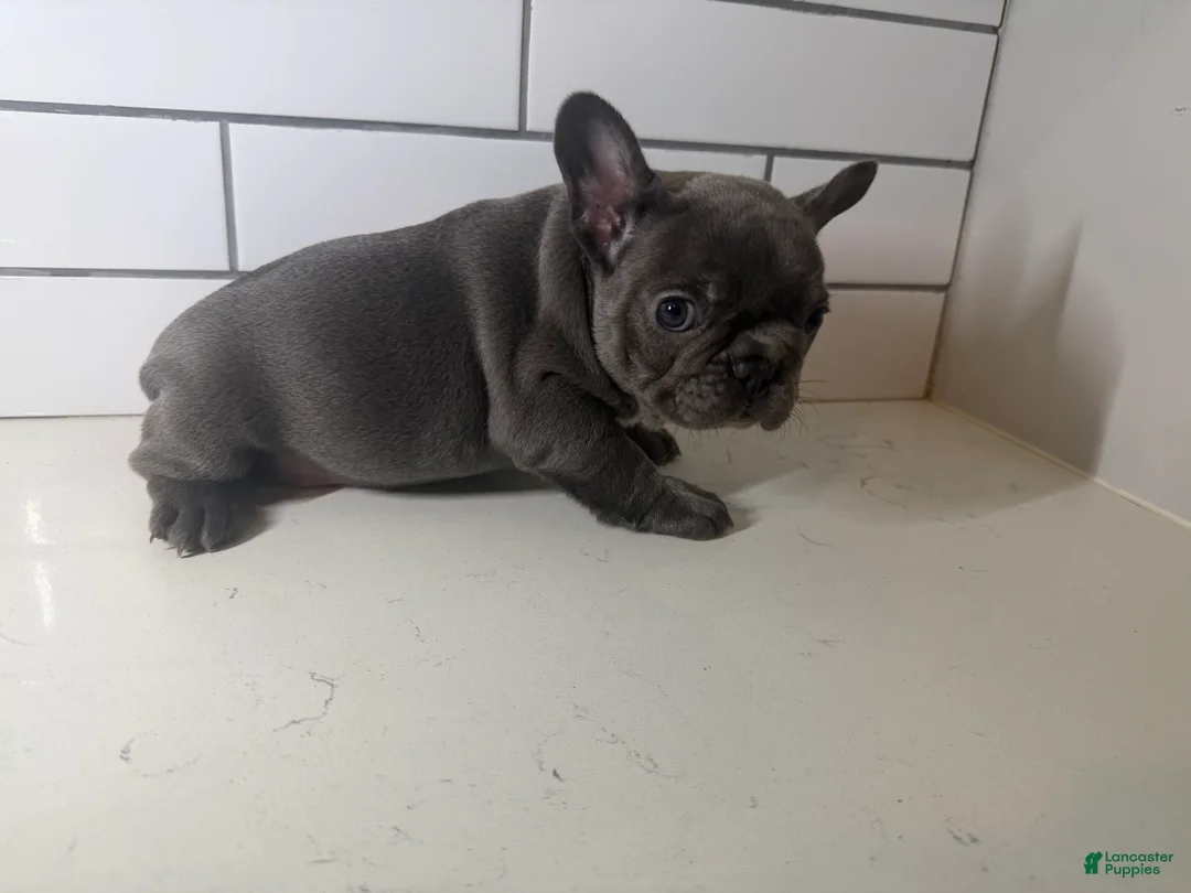 French Bulldog dogs for sale: French Bulldog Puppy 4 - Ad 2