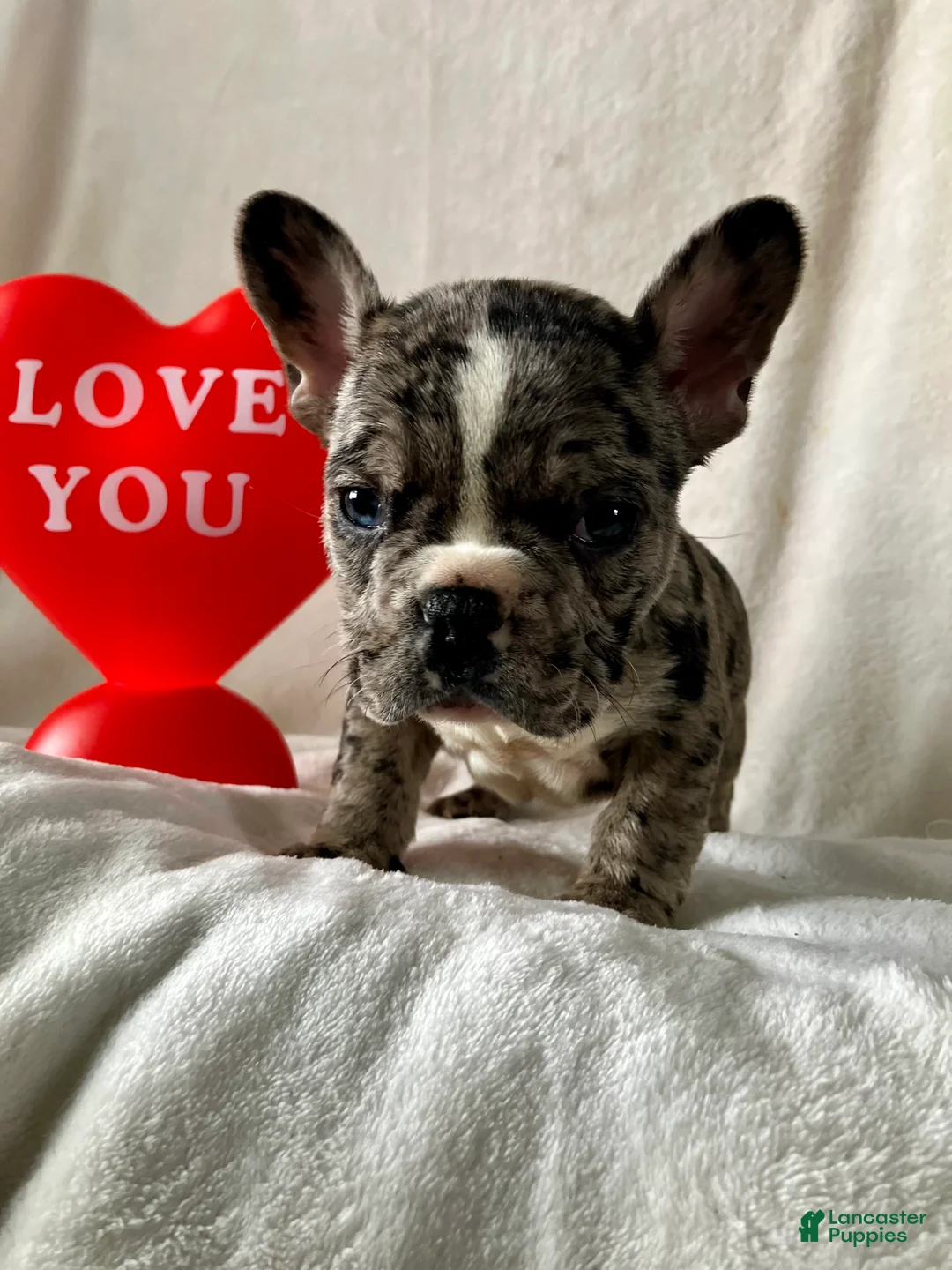 French Bulldog dogs for sale: Pepper - Ad 4