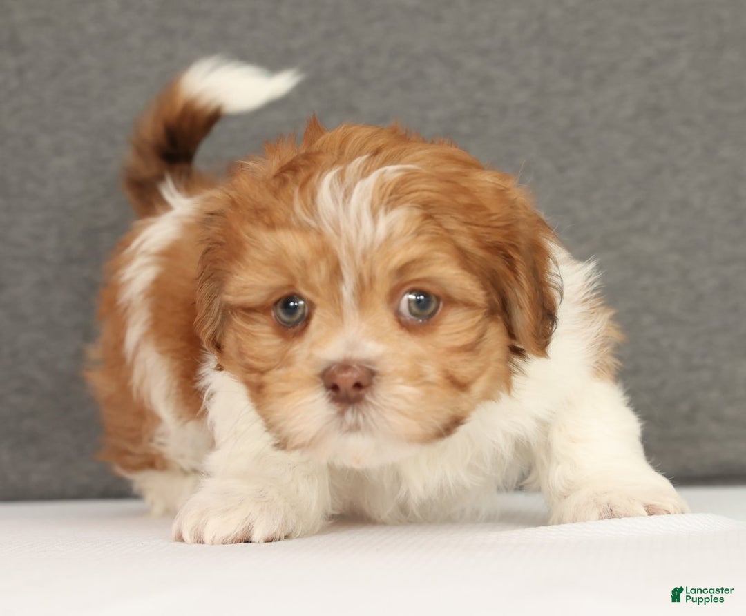 Shih Tzu dogs for sale: Elon - Ad 5