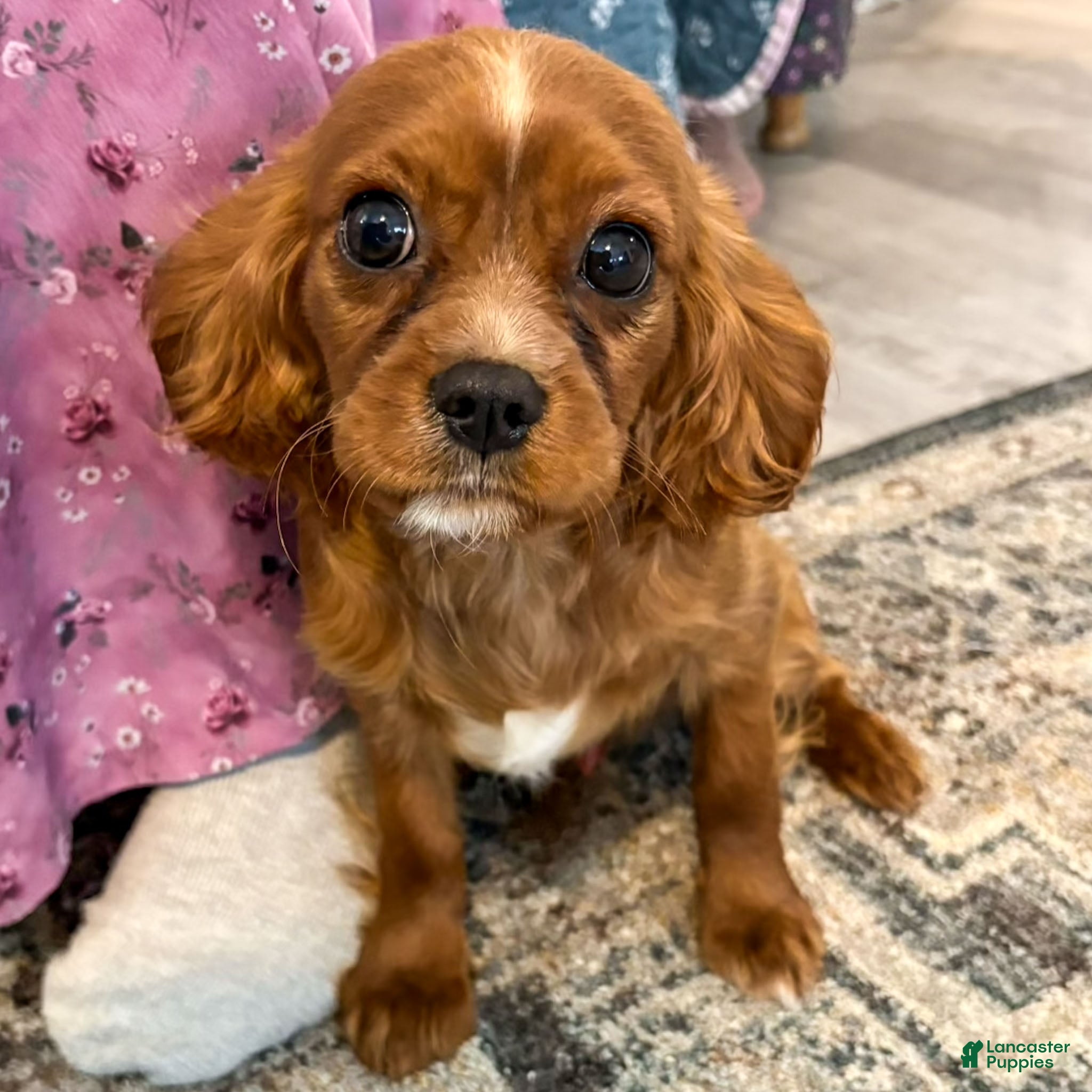 Cavalier King Charles Spaniel dogs Felix - Ad 14