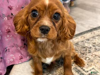 Cavalier King Charles Spaniel dogs Felix - Ad 14