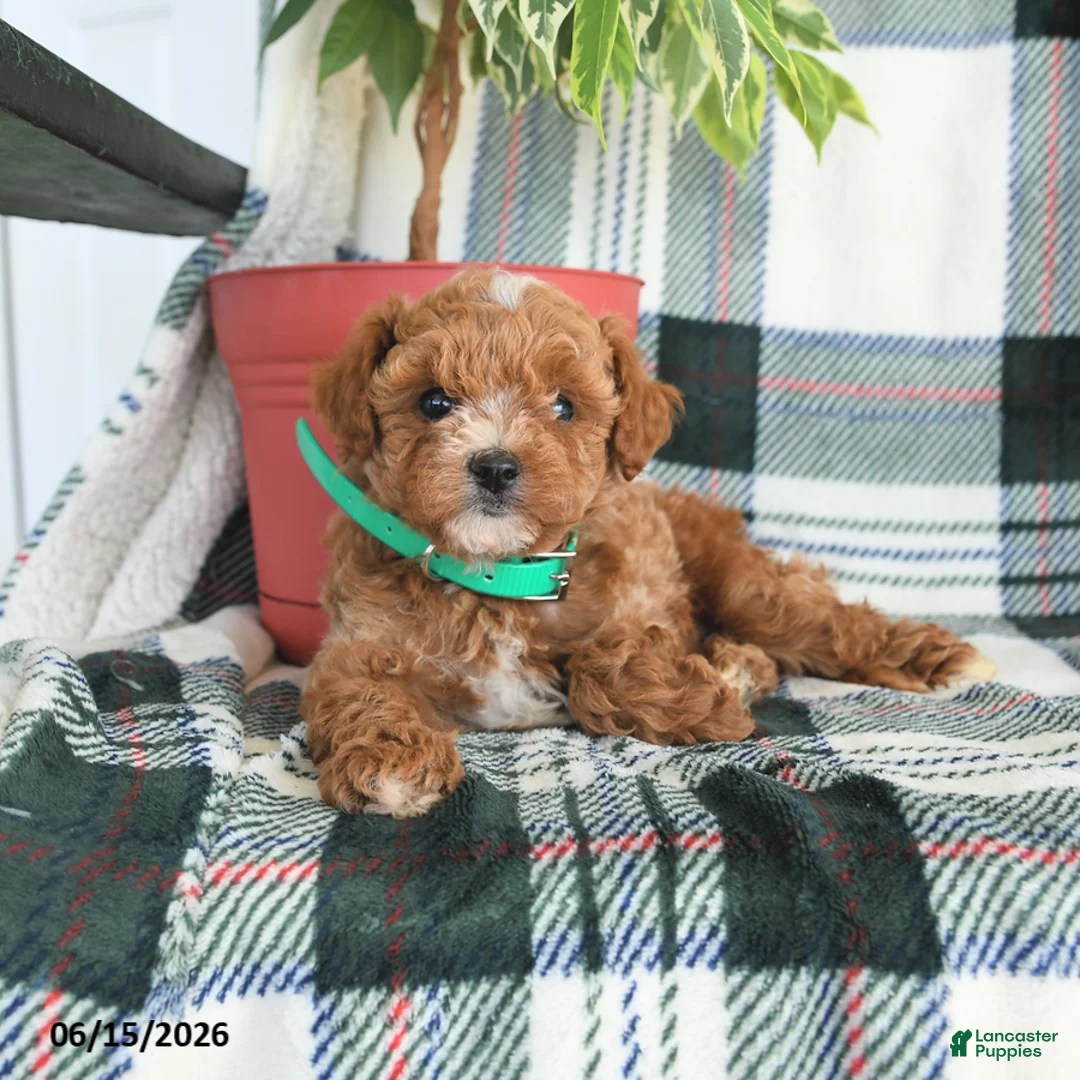 Cavapoo dogs for sale: Atlas - Ad 2