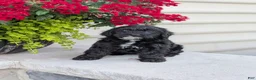 Yorkiepoo dogs for sale: Ava - Ad 6