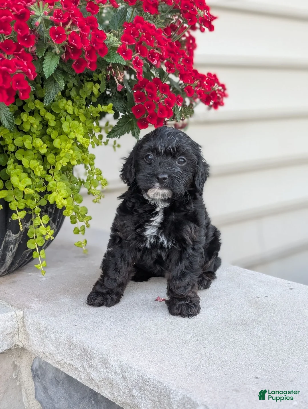 Yorkiepoo dogs for sale: Ava - Ad 6
