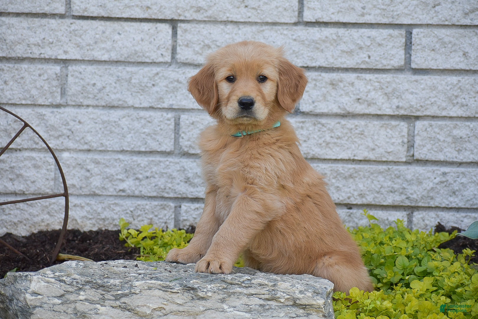 Golden Retriever dogs for sale: Alan - Ad 2