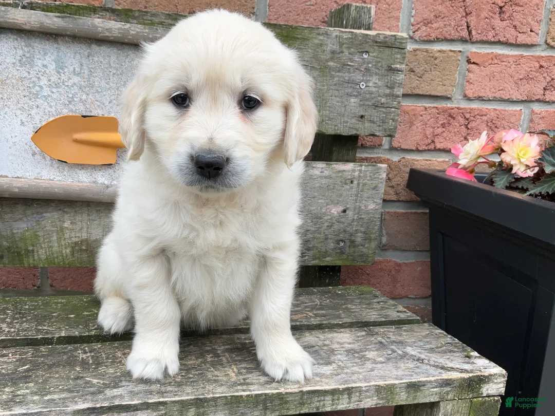 Golden Retriever dogs for sale: Sophia - Ad 1
