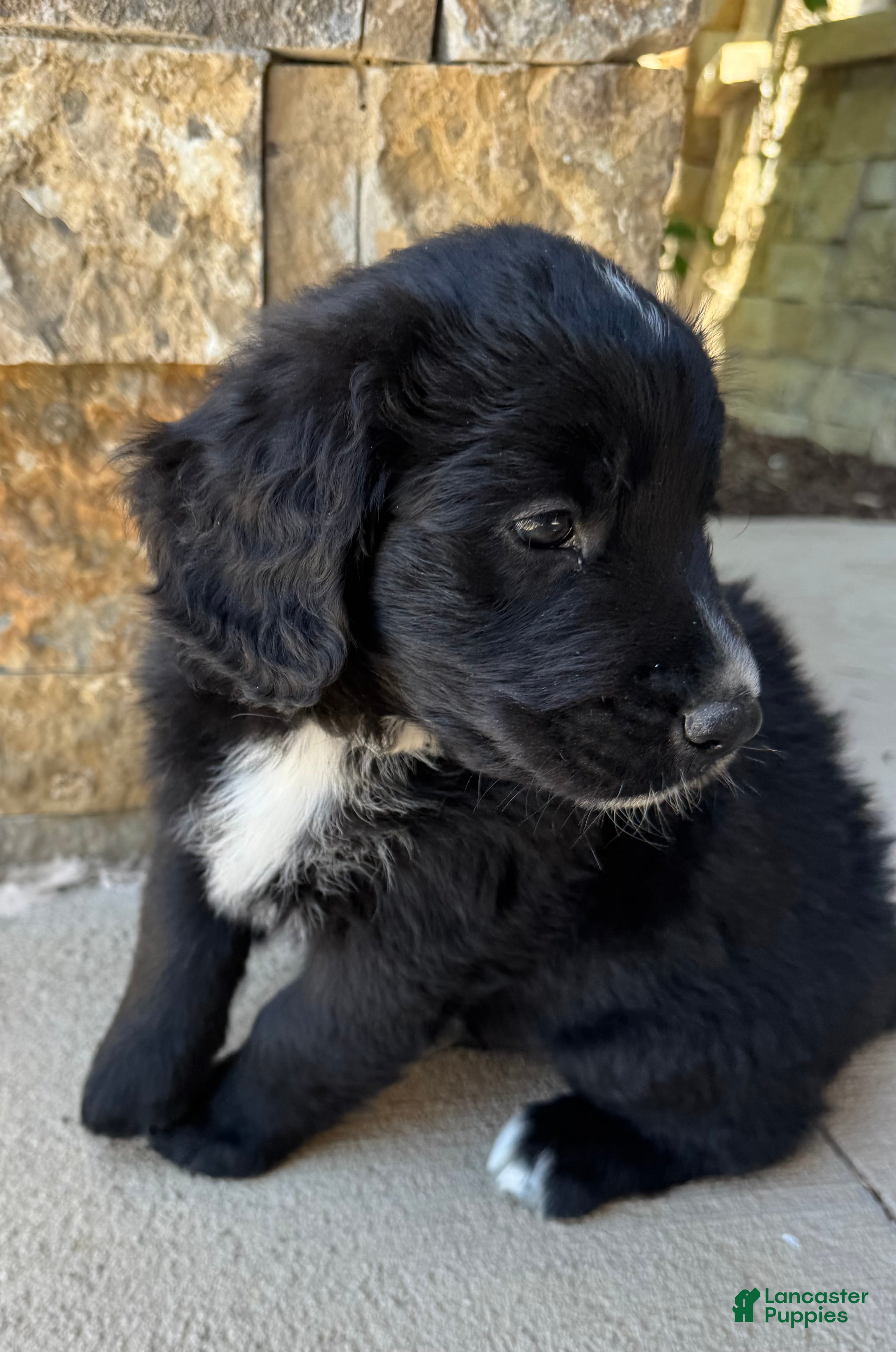 Mixed Breed dogs for sale: Bear - Ad 2