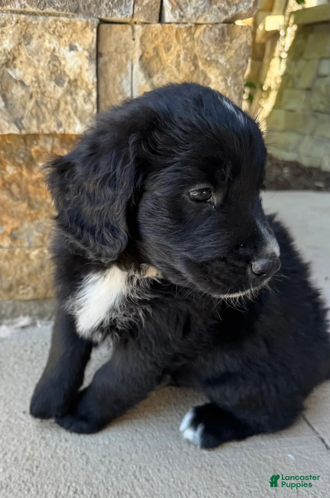 Mixed Breed dogs for sale: Bear - Ad 1