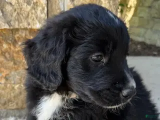 Mixed Breed dogs for sale: Bear - Ad 2