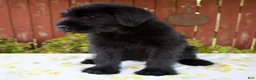 Giant Schnauzer dogs for sale: Rachelle - Ad 7